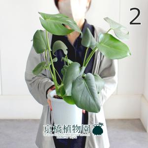 現品】パンダガジュマル/フィカス・パンダ 10号 白鉢（4） : 花の