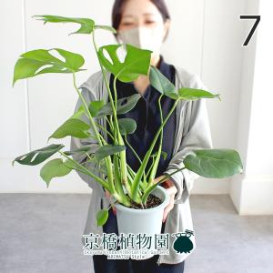 現品】アデニウム・アラビカム モンスター 5号 黒鉢（14） : 花の