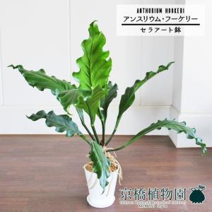 現品】ザミア・フロリダーナ 多頭株 10号 白鉢（1） : 花のアリマツ