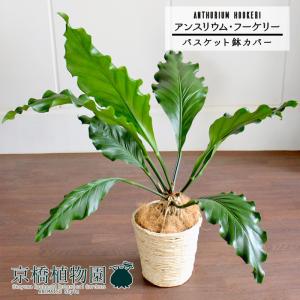 現品】ザミア・フロリダーナ 多頭株 10号 白鉢（1） : 花のアリマツ