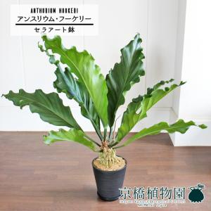 現品】アロエ・ラモシシマ/ラモシッシマ（別名：羅紋錦） 8号 白鉢（1