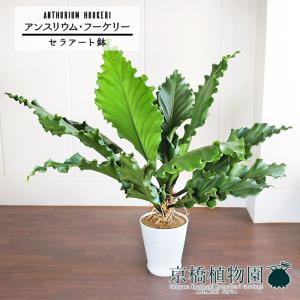 現品】ブーファン・ディスティカ（ディスティチャ） 8号 紺鉢（4