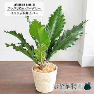 【現品】クッカバラ　幹立ち　10号　茶鉢（1） green-power_ag-201016-3_2