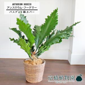 現品】ザミア・フロリダーナ 多頭株 10号 白鉢（1） : 花のアリマツ
