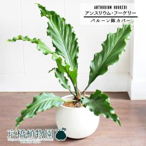 現品】ザミア・フロリダーナ 多頭株 10号 白鉢（1） : 花のアリマツ
