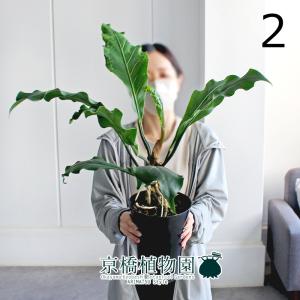 現品】ボンバックス 8号 黒鉢（1） : 花のアリマツ Yahoo!店 - 通販