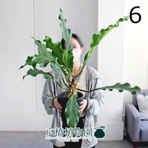 【現品】ファグラエア・ベルテロアナ　斑入り　曲がり　7号　茶鉢（3） 現品】ファグラエア・ベルテロアナ 斑入り 曲がり 7号 茶鉢（3） : 花