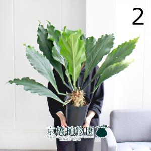 現品】ボンバックス 8号 黒鉢（1） : 花のアリマツ Yahoo!店 - 通販