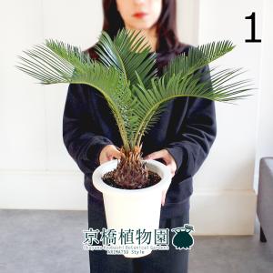 現品】アガベ・アオノリュウゼツラン 8号 白鉢（10） : 花のアリマツ