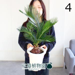 現品 観葉植物 ソテツ 蘇鉄 10号鉢苗 大型種類 庭木 風水 地植え