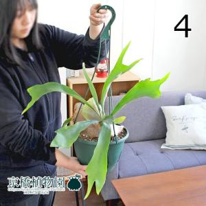 コウモリラン 板付き ミニサイズ ビカクシダ 壁掛け おしゃれ
