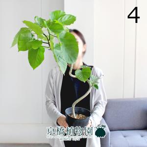 フィカス ウンベラータ 曲がり S字 7号 仕立て ゴムの木 お祝い