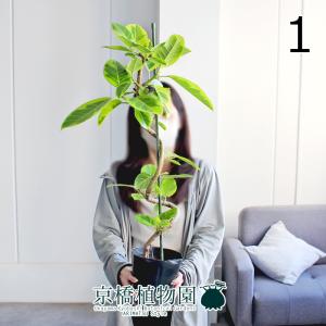 現品】パンダガジュマル/フィカス・パンダ 10号 白鉢（4） : 花の
