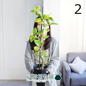 現品】パンダガジュマル/フィカス・パンダ 10号 白鉢（4） : 花の