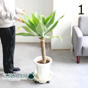 現品】ブーファン・ディスティカ（ディスティチャ） 8号 紺鉢（4