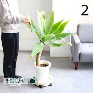 アガベ アテナータ 8号（0015） オシャレな観葉植物 多肉植物 新築祝い