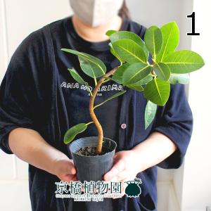 【現品】柱サボテン　3本立　8号　黒鉢（3） 現品】柱サボテン 3本立 8号 黒鉢（3） : 花のアリマツ Yahoo!店