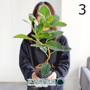 現品】パキポディウム・ゲアイー 多頭 6号 黒鉢（3） : 花のアリマツ