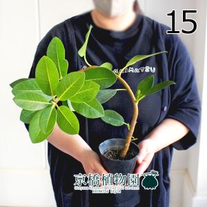 現品】ユッカ・グロリオサ・バリエガータ 8号 白鉢（1） : 花の