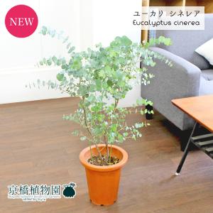 ユーカリ・ハートリーフ/ウェブステリアナ 7号 茶鉢 : 花のアリマツ