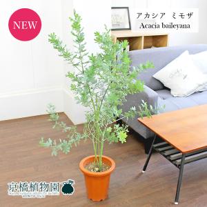 ミモザアカシア 5号（15cm）ポット苗木 （ 銀葉アカシア ） ミモザ 苗