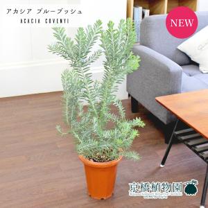 現品】ブーファン・ディスティカ（ディスティチャ） 8号 紺鉢（4