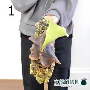 現品】コウモリラン/ビカクシダ・ビフルカツム（大）吊り下げ（1