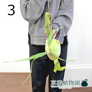 現品】ブーファン・ディスティカ（ディスティチャ） 8号 紺鉢（4