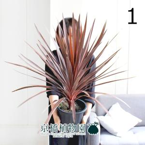 【現品】ファグラエア・ベルテロアナ　斑入り　曲がり　7号　茶鉢（2） 現品】ファグラエア・ベルテロアナ 斑入り 曲がり 7号 茶鉢（1） : 花