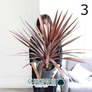現品】ファグラエア・ベルテロアナ 斑入り 曲がり 7号 茶鉢（2） : 花