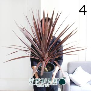 現品】ボンバックス 8号 黒鉢（1） : 花のアリマツ Yahoo!店 - 通販