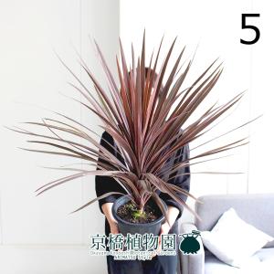現品】蘇鉄（ソテツ） 13号 黒鉢（A） : 花のアリマツ Yahoo!店 - 通販