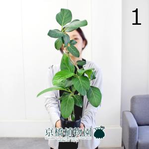 現品】フィカス・ベンガレンシス・オードリー 曲がり 7号 白