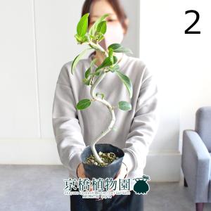 現品】蘇鉄（ソテツ） 13号 黒鉢（A） : 花のアリマツ Yahoo!店 - 通販