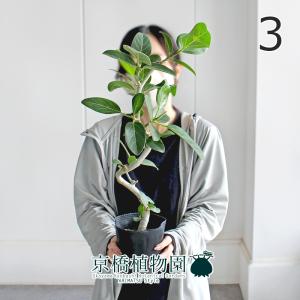 現品】ロべ/フェニックス・ロベレニー 10号 1本立（4） : 花のアリマツ