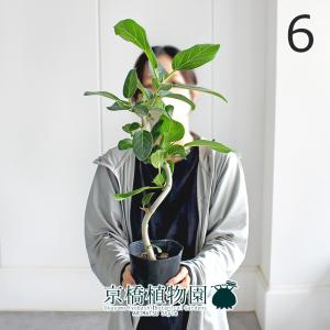 現品】ファグラエア・ベルテロアナ 斑入り 曲がり 7号 茶鉢（2） : 花