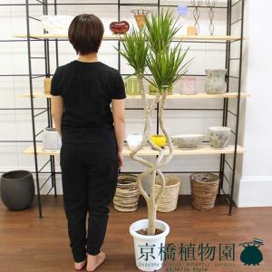 【現品】ブーファン・ディスティカ（ディスティチャ）　8号　紺鉢（2） 楽天市場】【クーポン発行中！】【現品】ブーファン・ディスティカ