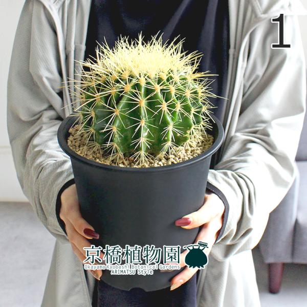 【現品】サボテン　金鯱（キンシャチ）　5号　黒鉢（1）