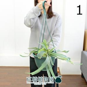 現品】ザミア・フロリダーナ 多頭株 10号 白鉢（1） : 花のアリマツ