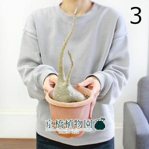 【現品】ブーファン・ディスティカ（ディスティチャ）　8号　紺鉢　（4） 現品】ブーファン・ディスティカ（ディスティチャ） 8号 紺鉢（4