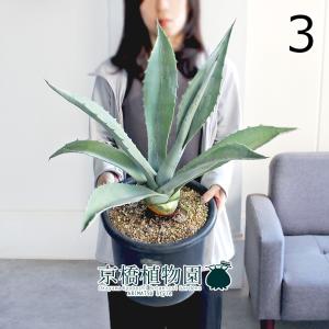 現品】アガベ・アテナータ 8号 黒鉢（3） : 花のアリマツ Yahoo!店