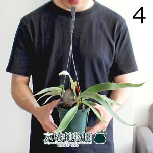 現品】コウモリラン/ビカクシダ・ビフルカツム（大）吊り下げ（1