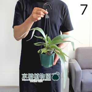 現品】コウモリラン/ビカクシダ・ビフルカツム（大）吊り下げ（1