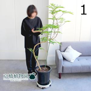 現品】ブーファン・ディスティカ（ディスティチャ） 8号 紺鉢（4