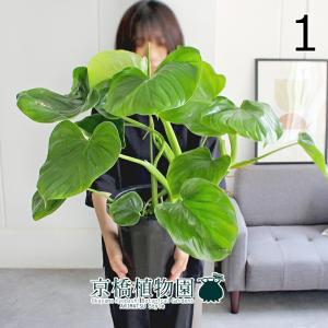 現品】ボンバックス 8号 黒鉢（1） : 花のアリマツ Yahoo!店 - 通販