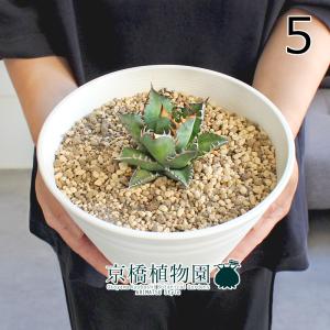 アガベ / アオノリュウゼツラン 10号 : 花のアリマツ Yahoo!店 - 通販