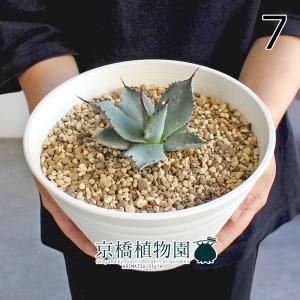 現品】ボンバックス 8号 黒鉢（1） : 花のアリマツ Yahoo!店 - 通販