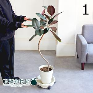 現品】パキポディウム・ゲアイー 多頭 6号 黒鉢（3） : 花のアリマツ