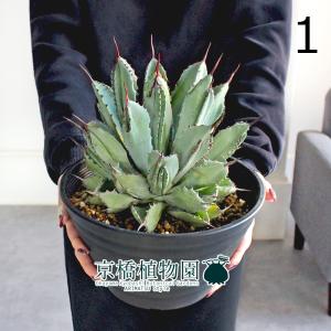 多肉植物）一点物 ユーフォルビア ガトベルゲンシス 3．5号（1鉢