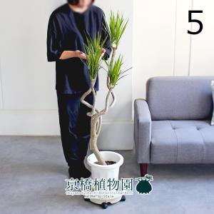 【現品】アガベ・アオノリュウゼツラン　8号　白鉢　（5） 楽天市場】【マラソンクーポン有！】アガベ アオノリュウゼツラン 8号